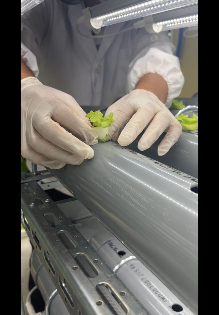 はなさくファーム堺東